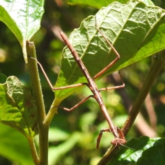 Archimantis sp. (genus) at Acton, ACT - 3 Jan 2023 by HelenCross