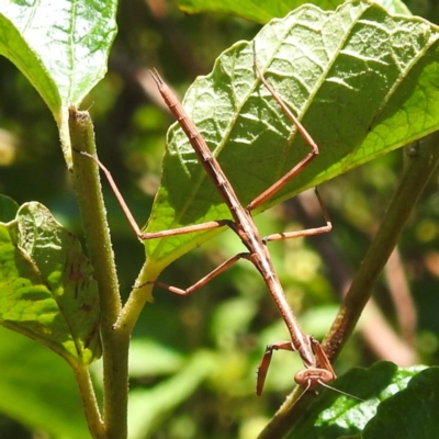 Mantidae (family) adult or nymph at Acton, ACT - 3 Jan 2023 by HelenCross