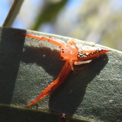 Arkys walckenaeri (Triangle spider) at Acton, ACT - 3 Jan 2023 by HelenCross