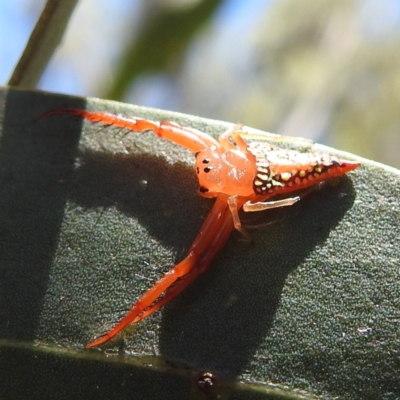 Arkys walckenaeri (Triangle spider) at Acton, ACT - 3 Jan 2023 by HelenCross
