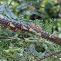 Sextius virescens (Acacia horned treehopper) at Watson, ACT - 3 Jan 2023 by abread111