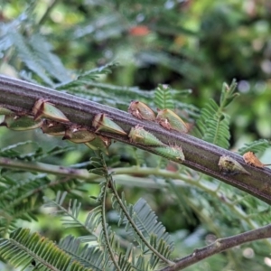 Sextius virescens at Watson, ACT - 3 Jan 2023