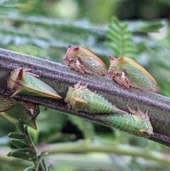 Sextius virescens at Watson, ACT - 3 Jan 2023