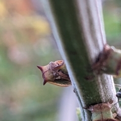 Sextius virescens at Watson, ACT - 3 Jan 2023 06:04 PM