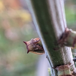 Sextius virescens at Watson, ACT - 3 Jan 2023