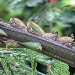 Sextius virescens at Watson, ACT - 3 Jan 2023