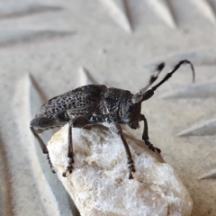 Ancita australis (Longicorn or longhorn beetle) at Rugosa - 3 Jan 2023 by SenexRugosus