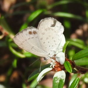 Erina hyacinthina at Acton, ACT - 3 Jan 2023