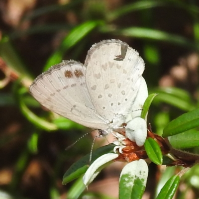 Erina hyacinthina (Varied Dusky-blue) at Acton, ACT - 3 Jan 2023 by HelenCross