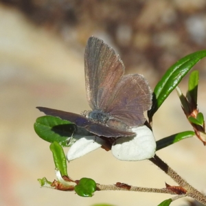 Erina hyacinthina at Acton, ACT - 3 Jan 2023