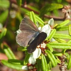 Erina hyacinthina at Acton, ACT - 3 Jan 2023