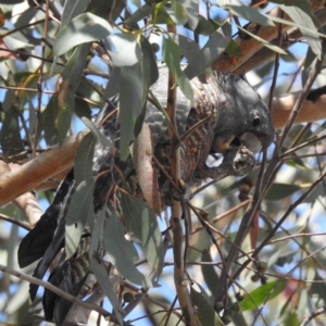 Callocephalon fimbriatum at Acton, ACT - 3 Jan 2023