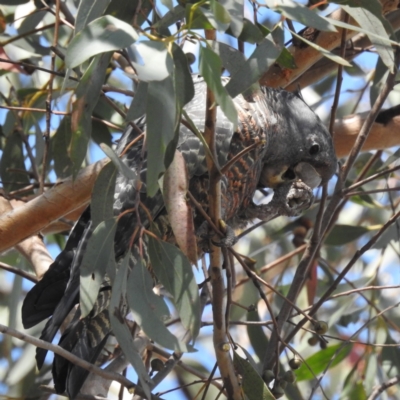 Callocephalon fimbriatum (Gang-gang Cockatoo) at Acton, ACT - 3 Jan 2023 by HelenCross