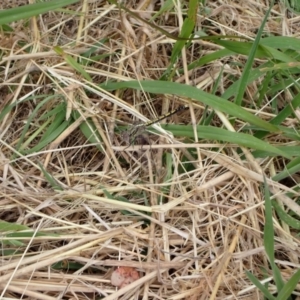 Orthetrum caledonicum at Murrumbateman, NSW - 1 Jan 2023