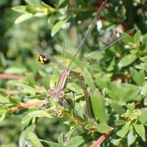 Austrolestes analis at Murrumbateman, NSW - 2 Jan 2023 12:49 PM