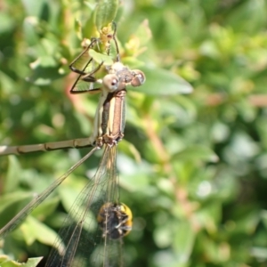 Austrolestes analis at Murrumbateman, NSW - 2 Jan 2023 12:49 PM