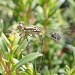 Austrolestes analis at Murrumbateman, NSW - 2 Jan 2023 12:49 PM