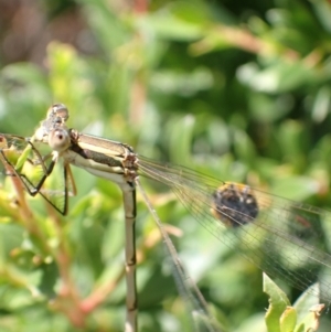 Austrolestes analis at Murrumbateman, NSW - 2 Jan 2023 12:49 PM