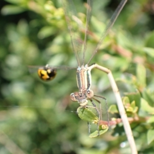 Austrolestes analis at Murrumbateman, NSW - 2 Jan 2023 12:49 PM