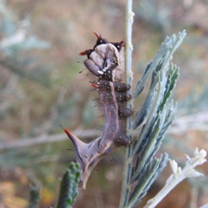 Neola semiaurata at Kambah, ACT - 3 Jan 2023