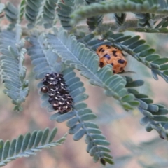 Oechalia schellenbergii at Kambah, ACT - 3 Jan 2023