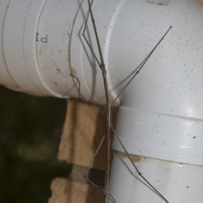 Ctenomorpha marginipennis (Margin-winged stick insect) at Higgins, ACT - 3 Jan 2023 by AlisonMilton