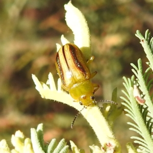 Calomela juncta at Kambah, ACT - suppressed