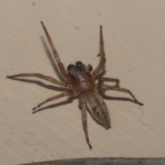 Clubiona sp. (genus) (Unidentified Stout Sac Spider) at Higgins, ACT - 3 Jan 2023 by AlisonMilton