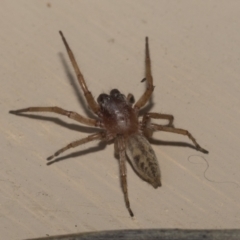 Clubiona sp. (genus) (Unidentified Stout Sac Spider) at Higgins, ACT - 3 Jan 2023 by AlisonMilton