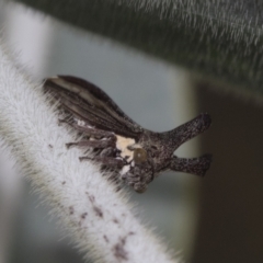 Ceraon vitta (Treehopper) at Higgins, ACT - 31 Dec 2022 by AlisonMilton