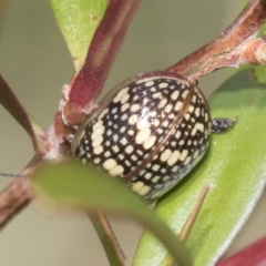 Paropsis pictipennis at Higgins, ACT - 31 Dec 2022