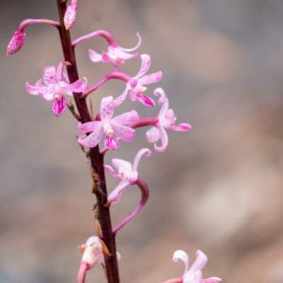 Dipodium roseum (Rosy Hyacinth Orchid) - 1 Jan 1900 by Aussiegall