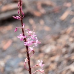 Dipodium roseum at Tallong, NSW - 1 Jan 2023