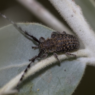 Ancita australis (Longicorn or longhorn beetle) at Higgins, ACT - 31 Dec 2022 by AlisonMilton