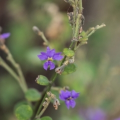 Dampiera purpurea (Purple Dampiera) at Tallong, NSW - 1 Jan 2023 by Aussiegall