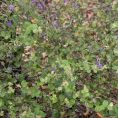 Dampiera purpurea at Tallong, NSW - 1 Jan 2023