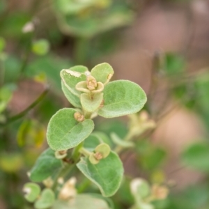 Dampiera purpurea at Tallong, NSW - 1 Jan 2023