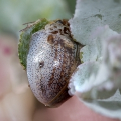 Paropsisterna m-fuscum (Eucalyptus Leaf Beetle) at Higgins, ACT - 31 Dec 2022 by AlisonMilton