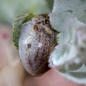 Paropsisterna m-fuscum at Higgins, ACT - 31 Dec 2022 03:01 PM