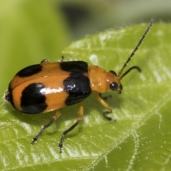 Aulacophora hilaris (Pumpkin Beetle) at Higgins, ACT - 31 Dec 2022 by AlisonMilton