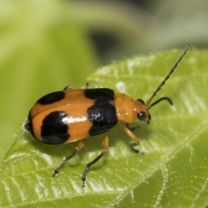 Aulacophora hilaris at Higgins, ACT - 31 Dec 2022