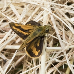 Ocybadistes walkeri at Higgins, ACT - 31 Dec 2022