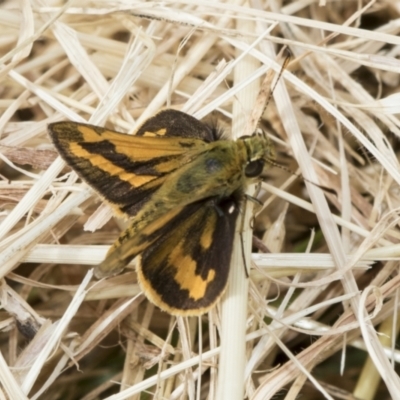 Ocybadistes walkeri (Green Grass-dart) at Higgins, ACT - 31 Dec 2022 by AlisonMilton