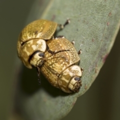 Paropsisterna cloelia (Eucalyptus variegated beetle) at Higgins, ACT - 31 Dec 2022 by AlisonMilton