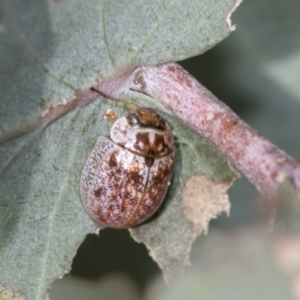 Paropsisterna m-fuscum at Higgins, ACT - 31 Dec 2022