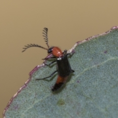 Melyridae (family) (Soft-winged flower beetle) at Higgins, ACT - 31 Dec 2022 by AlisonMilton