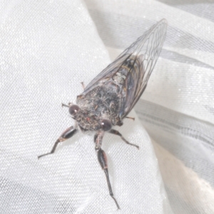 Atrapsalta furcilla at Stromlo, ACT - 31 Dec 2022