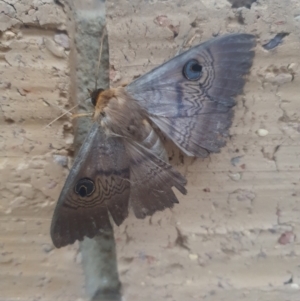 Dasypodia selenophora at Ngunnawal, ACT - 4 Jan 2023