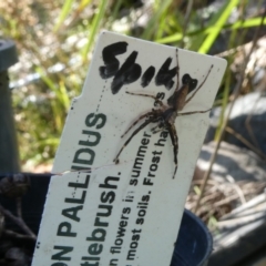 Helpis minitabunda (Threatening jumping spider) at Flea Bog Flat to Emu Creek Corridor - 3 Jan 2023 by JohnGiacon