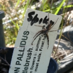 Helpis minitabunda (Threatening jumping spider) at Flea Bog Flat to Emu Creek Corridor - 3 Jan 2023 by jgiacon